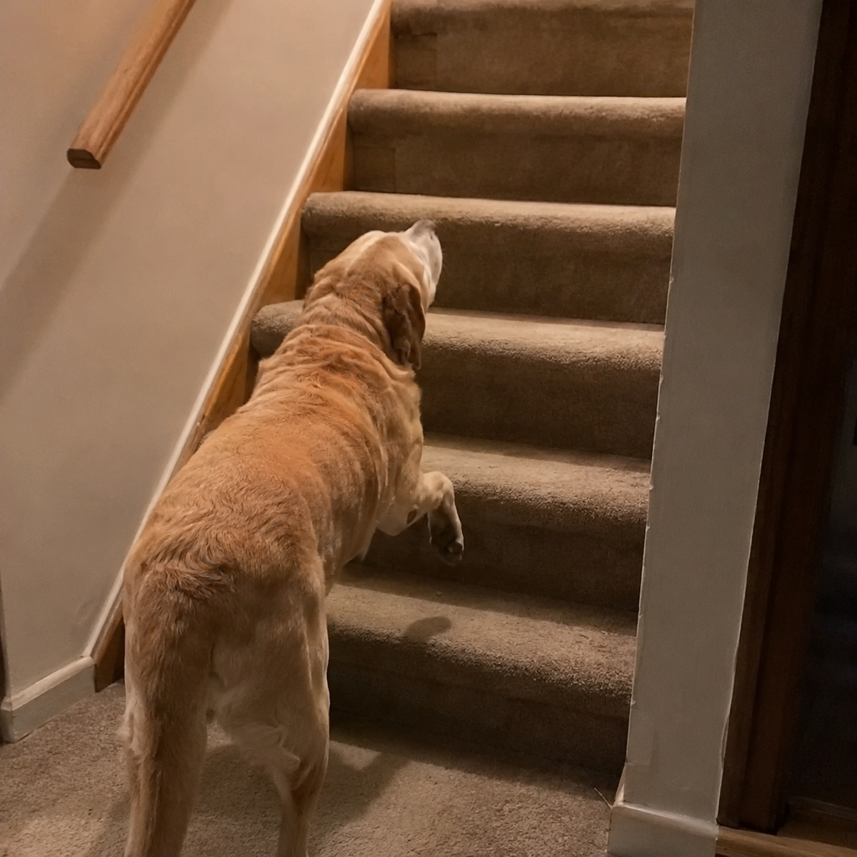 Arthritis in Dogs' Back Legs: Signs, Causes and Relief