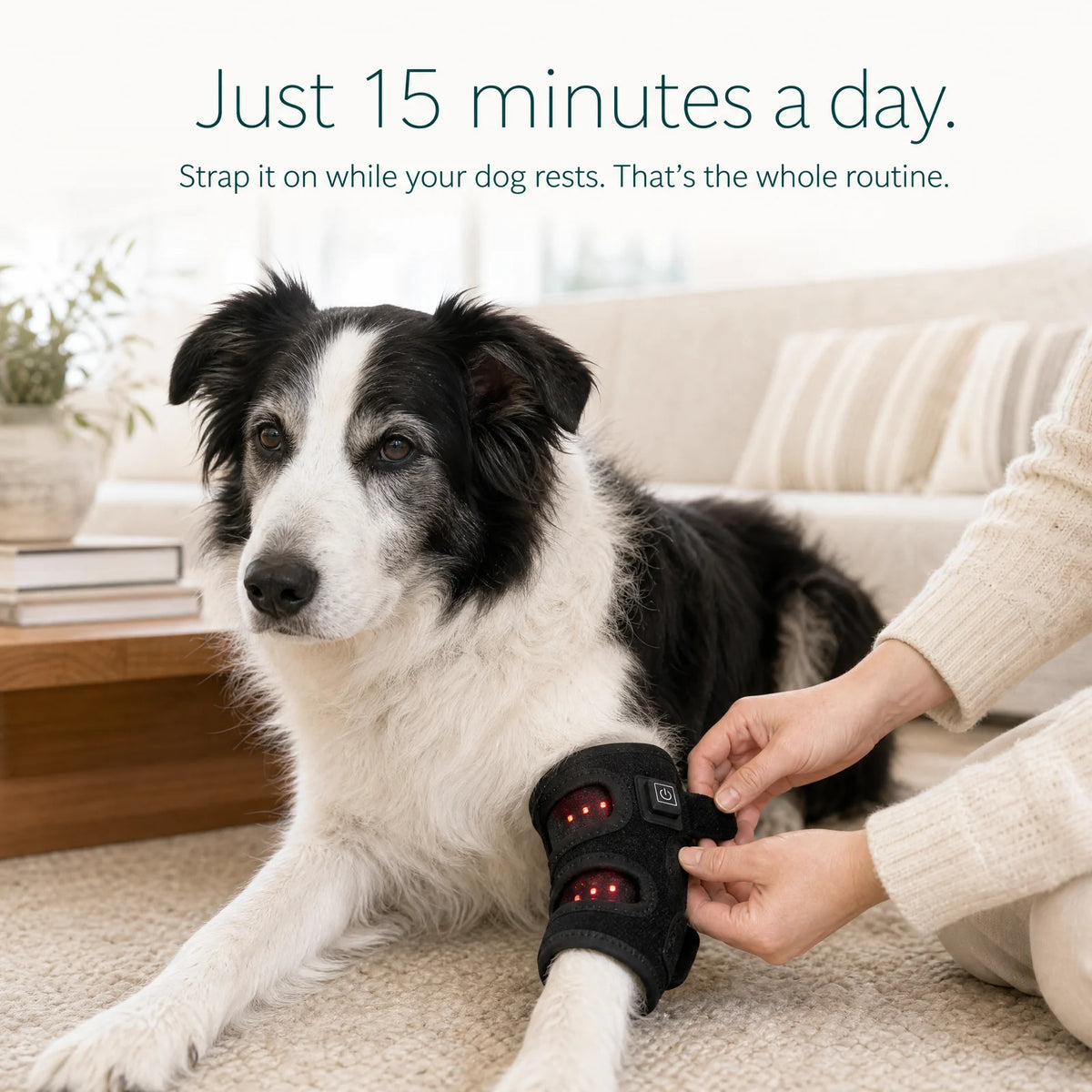 Red Light Therapy Leg Wrap for Dogs
